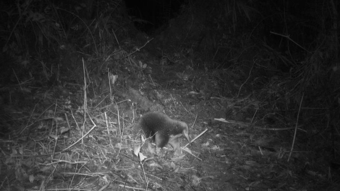 Ein Attenborough-Langschnabeligel ist in den Zyklopenbergen der indonesischen Provinz Papua vor die Linse einer Kamera gelaufen