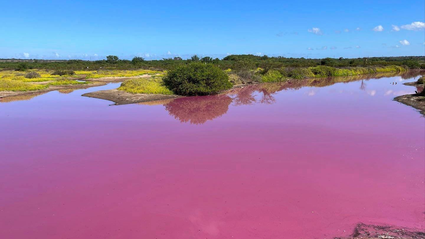 Erstaunliches Naturphänomen: Teich auf Hawaii färbt sich plötzlich pink