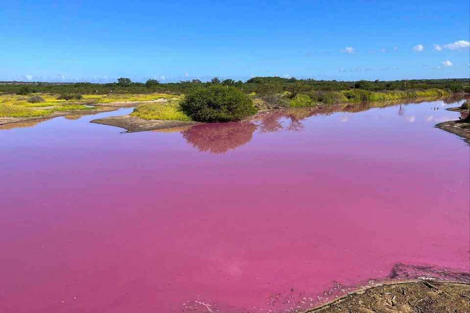 Erstaunliches Naturphänomen Teich auf Hawaii färbt sich plötzlich pink