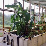 verschiedene Pflanzen auf einer Maschine, die Abwasser recycelt