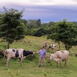 Mann steht zwischen Kühen auf einer Weide
