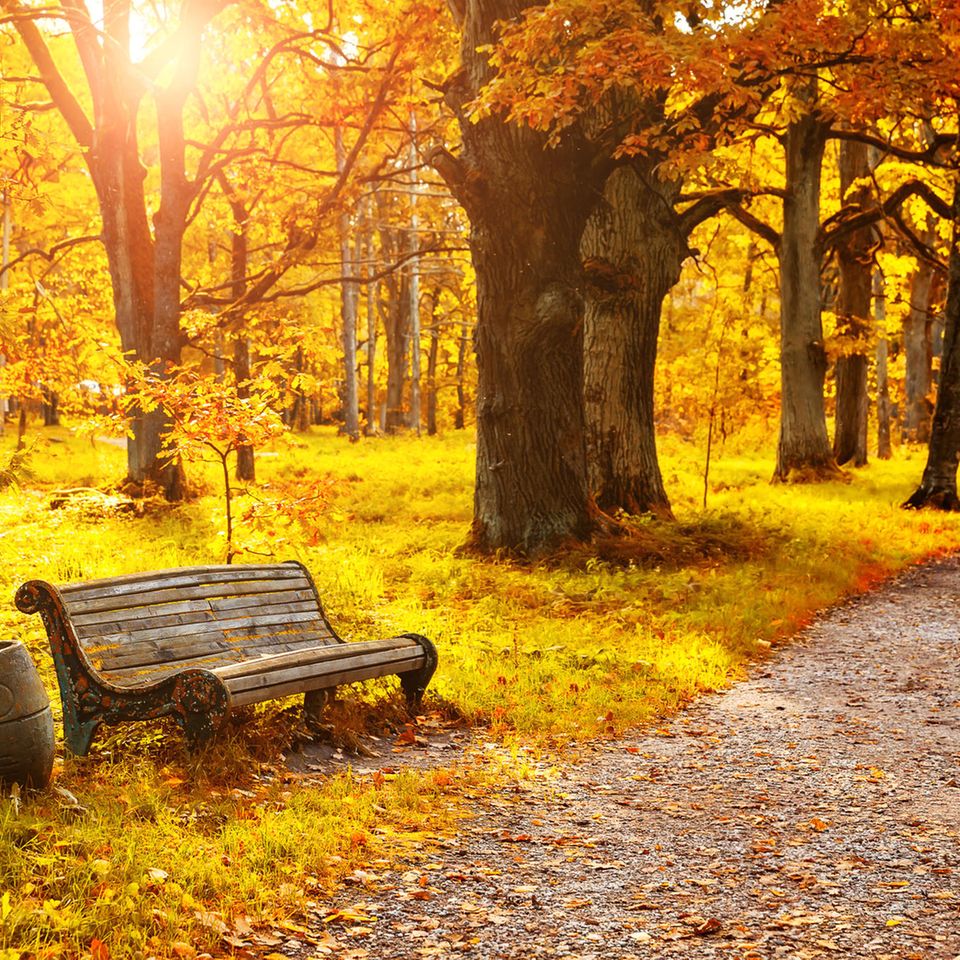 Herbstlaub färbt einen Wald goldgelb