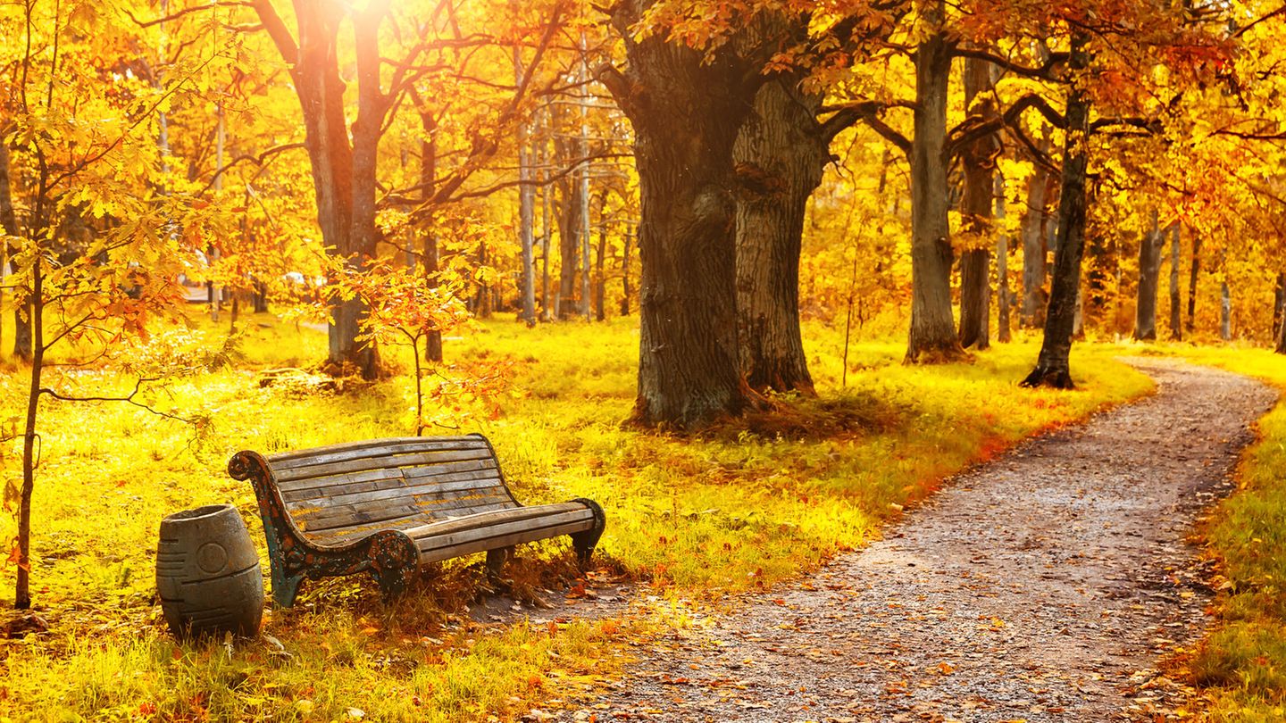 Herbstlaub färbt einen Wald goldgelb