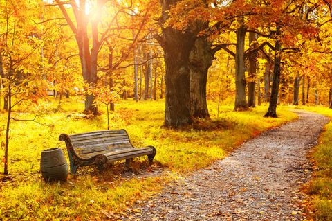 Herbstlaub färbt einen Wald goldgelb