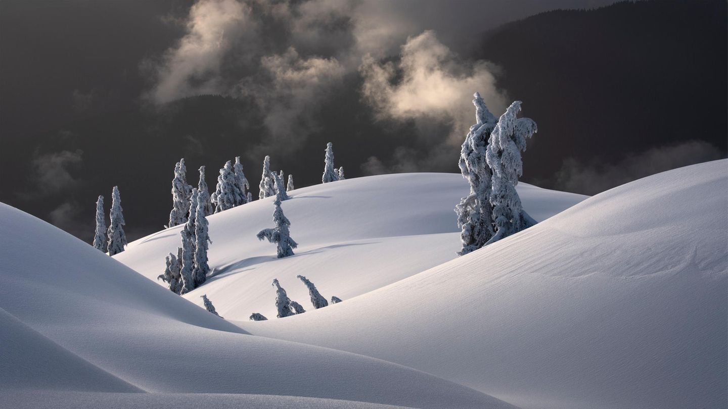 Bäume im Schnee
