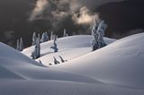 Bäume im Schnee