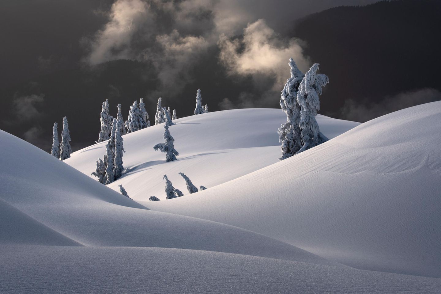 Bäume im Schnee