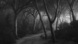 Nebliger Wald