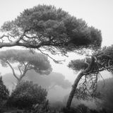 Vom Wind gebogene Bäume