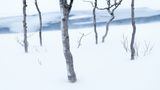 Bäume nach frischem Schneefall