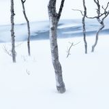 Bäume nach frischem Schneefall