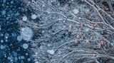 Schneefall auf Ästen