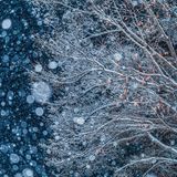 Schneefall auf Ästen