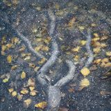 Wurzeln unter Wasser