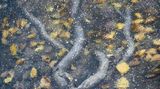 Wurzeln unter Wasser
