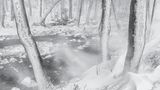 Schneebedeckter Wald nach Wintersturm