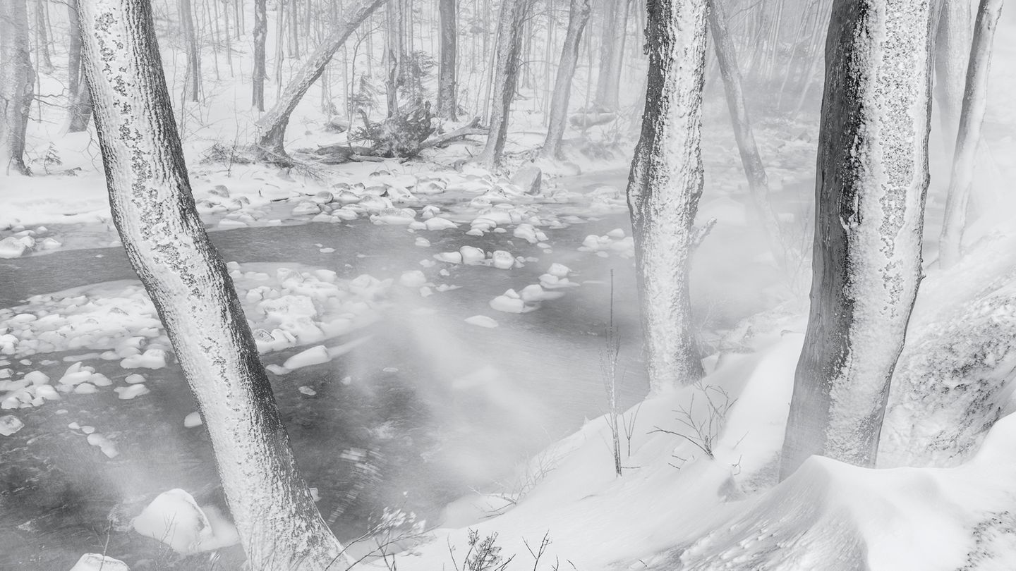 Schneebedeckter Wald nach Wintersturm