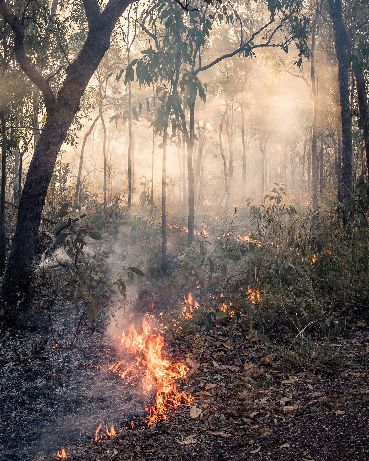 Feuer im Wald