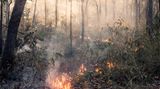 Feuer im Wald