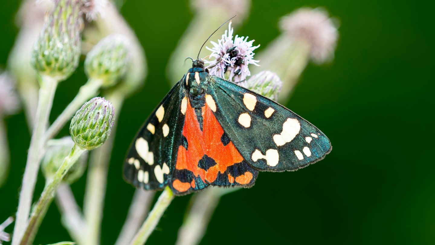 Der Schönbär (Callimorpha dominula) gehört zur Unterfamilie der Bärenspinner. Vor allem im süddeutschen Bergland und in niederen Lagen der Alpen ist er häufig anzutreffen