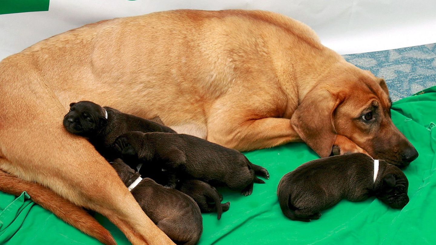 2008 waren die ersten fünf kommerziell geklonten Pitbull Terrier in Seoul geboren worden. Tierschützende beklagen, dass die Leihmütter unter der Geburt von geklonten Nachkommen leiden