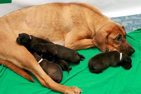 2008 waren die ersten fünf kommerziell geklonten Pitbull Terrier in Seoul geboren worden. Tierschützende beklagen, dass die Leihmütter unter der Geburt von geklonten Nachkommen leiden