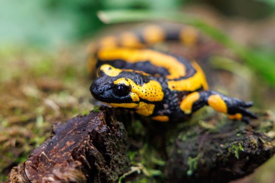 Ein Feuersalamander im Tiergarten Nürnberg. Die Art ist bedroht, unter anderem durch eine Pilzerkrankung. Foto: Daniel Karmann/d