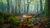 Pilz, der auf Holz wächst