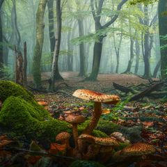 Pilz, der auf Holz wächst