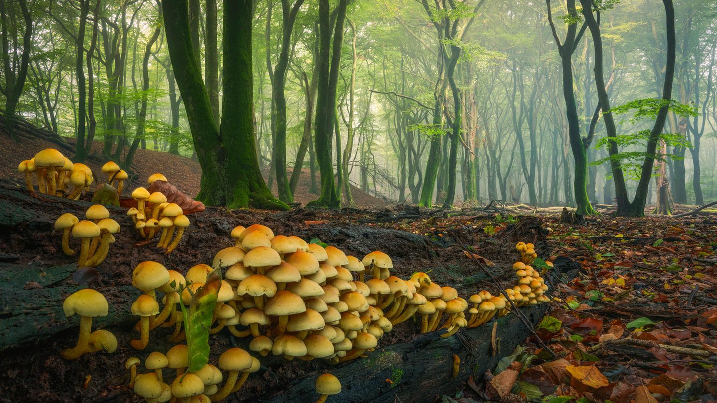 Holzersetzende Pilze