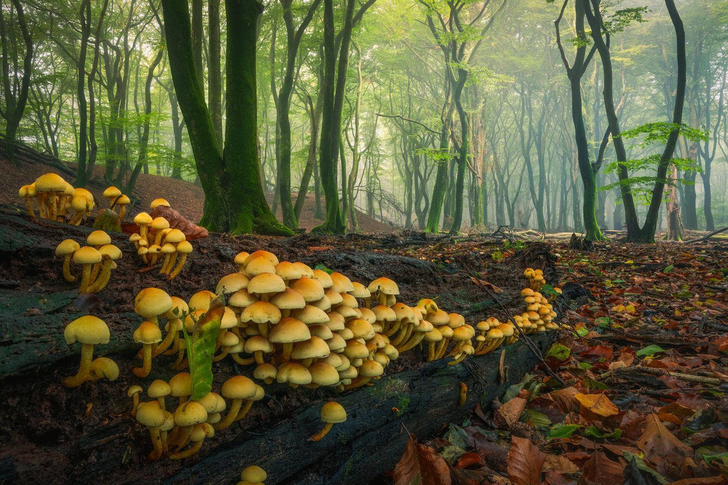 Holzersetzende Pilze