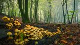 Holzersetzende Pilze