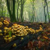 Holzersetzende Pilze