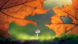 Kleiner Pilz und Herbstlaub
