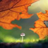 Kleiner Pilz und Herbstlaub
