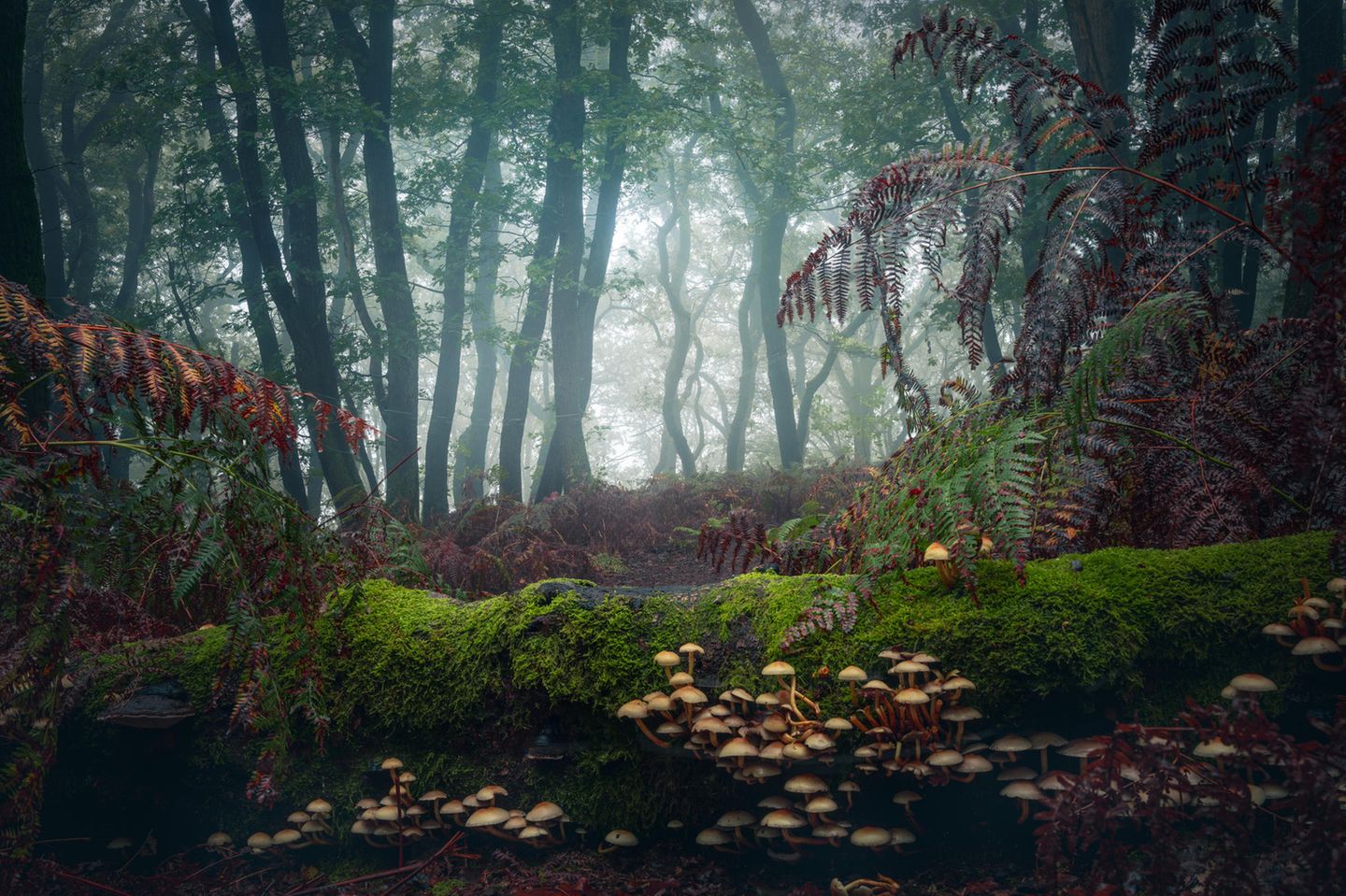 Büschel von Pilzen auf einem Baumstamm