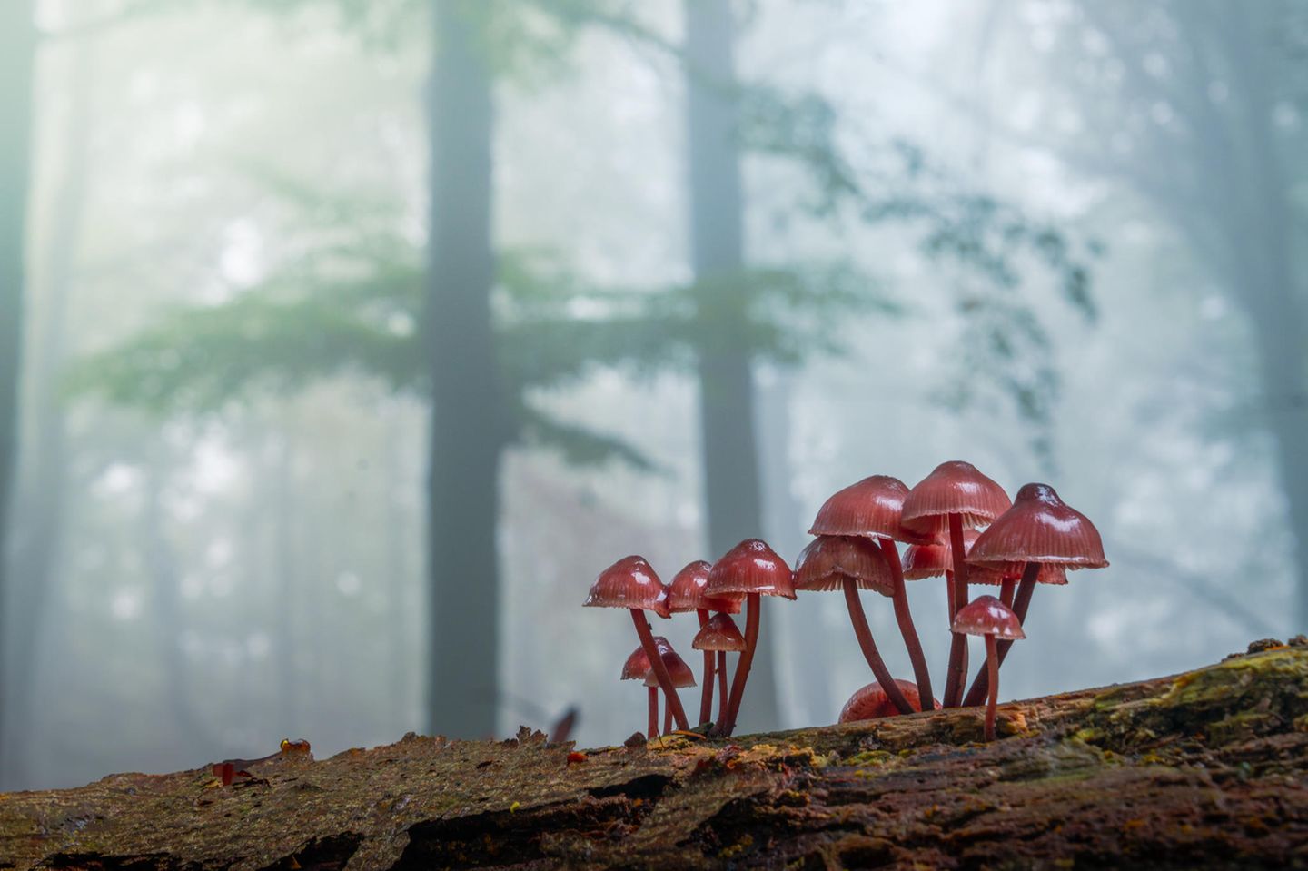 Pilze sind ungemein artenreich: Allein in Mitteleuropa leben rund 10.000 Spezies. Viele von ihnen bilden die typische Form mit Stiel und Hut aus. Andere dagegen lassen ihre Sporen in Kugeln, auf Keulen oder in korallenartigen Gebilden reifen 