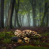 Pilze, die auf Holz wachsen