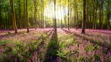 Bühne frei für ein besonderes Naturschauspiel: Bei Winchester steht ein violetter Teppich aus Glockenblumen in bestem Rampenlicht. Stammgäste hier: Buchen. Der märchenhafte Wald in Südengland verbirgt zahlreiche Schätze, darunter auch eine alte Villa