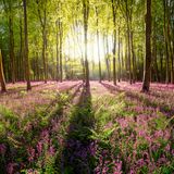 Bühne frei für ein besonderes Naturschauspiel: Bei Winchester steht ein violetter Teppich aus Glockenblumen in bestem Rampenlicht. Stammgäste hier: Buchen. Der märchenhafte Wald in Südengland verbirgt zahlreiche Schätze, darunter auch eine alte Villa
