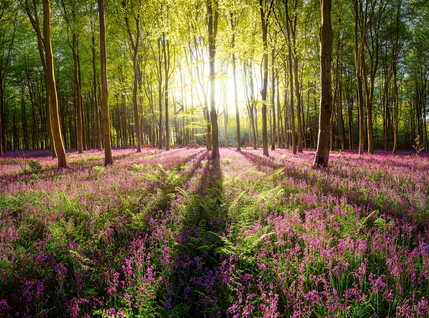 Bühne frei für ein besonderes Naturschauspiel: Bei Winchester steht ein violetter Teppich aus Glockenblumen in bestem Rampenlicht. Stammgäste hier: Buchen. Der märchenhafte Wald in Südengland verbirgt zahlreiche Schätze, darunter auch eine alte Villa