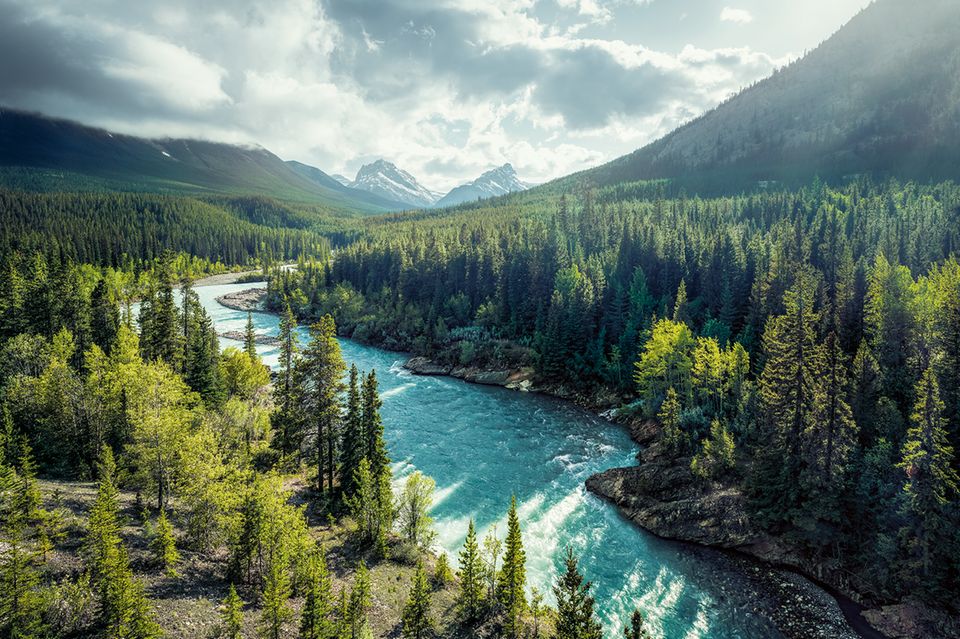 Bäume stehen für einen Fluss in den Rocky Mountains Spalier. Das türkisfarbene Gewässer ist nur einen Steinwurf vom Abraham Lake entfernt, der wegen seiner Eisblasen unter der gefrorenen Wasseroberfläche weltbekannt ist 1.4993