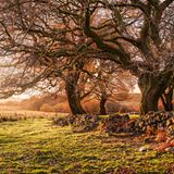 Im walisischen Pontneddfechan begegnet man Baum gewordenen Wachstumsgeschichten. Und auf Wanderungen auch Wasserfällen, Bächen und Flüssen. Seltener: Menschengemachtem. Es gibt nur wenige Siedlungen in der bergigen Region