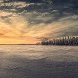 Weiter ist nichts: Diese Landschaft im hohen Norden scheint endlos zu sein. Und sie bietet, diese Aussage ist nicht aus der Luft gegriffen, die wohl sauberste Luft der Welt – laut WHO. Ein Grund dafür: Abermillionen von Bäumen wie diese, die hier so schön in Grüppchen stehen