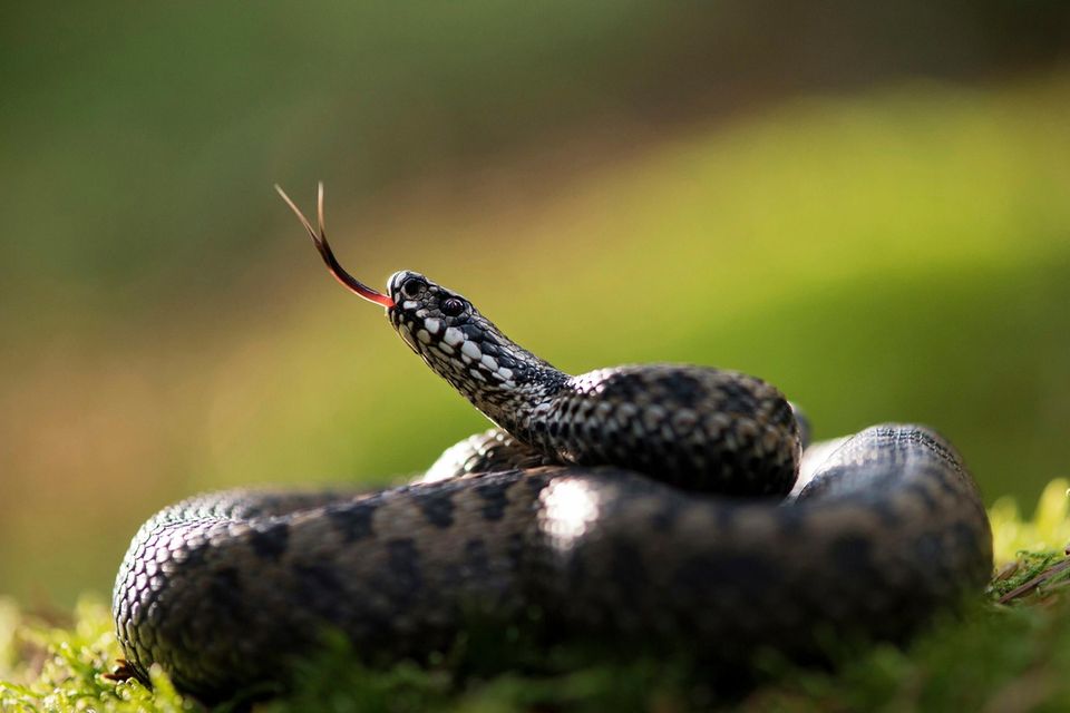 Keine Schlange ist weltweit weiter verbreitet als die Kreuzotter – doch bei uns ist sie sehr selten geworden