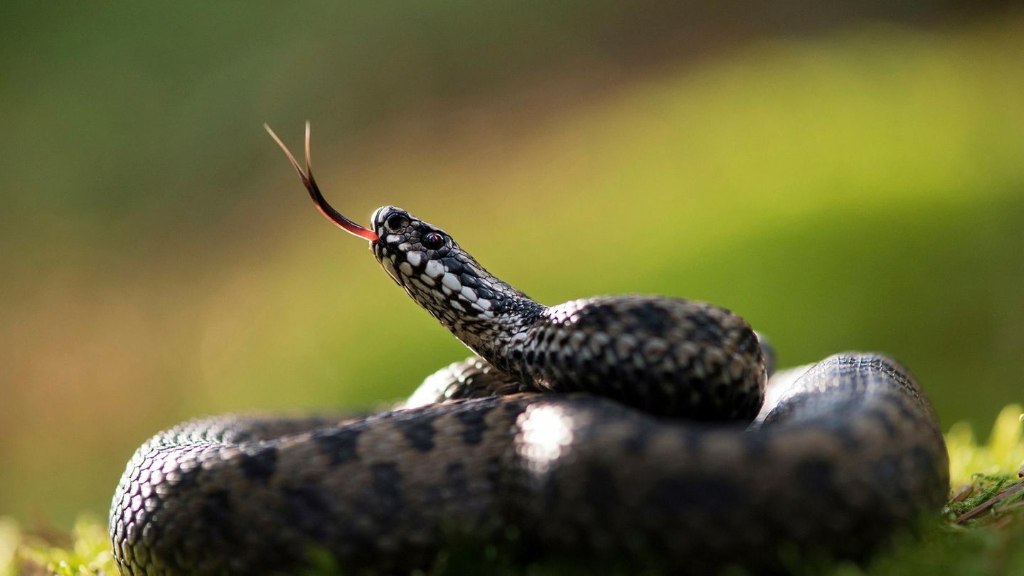 Besonderer Titel: Keine Schlange ist weltweit weiter verbreitet als die Kreuzotter – doch bei uns ist sie sehr selten geworden Keine Schlange ist weltweit weiter verbreitet als die Kreuzotter – doch bei uns ist sie sehr selten geworden