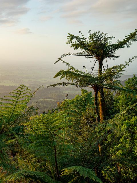 Baumfarne auf Neuseeland
