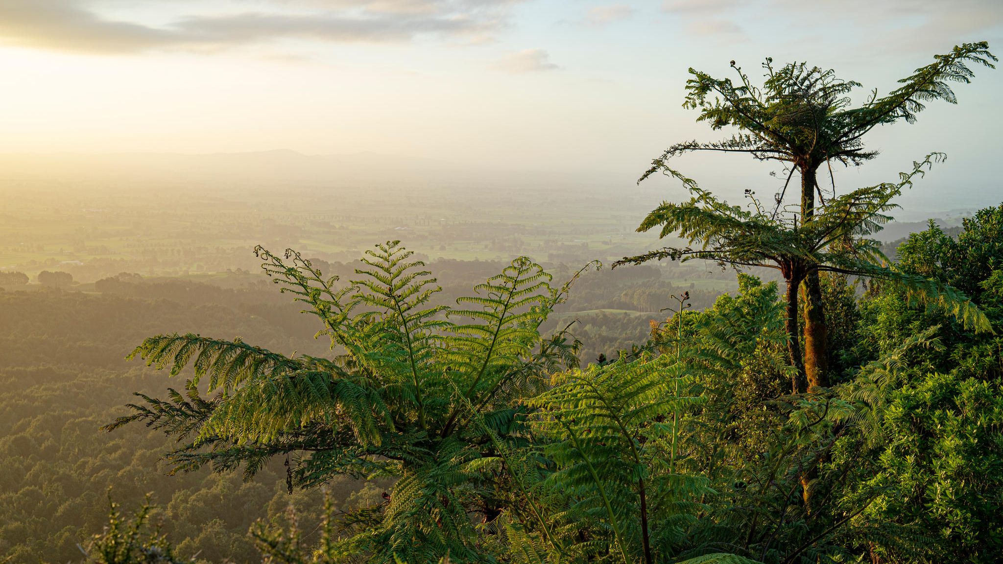 Baumfarne auf Neuseeland