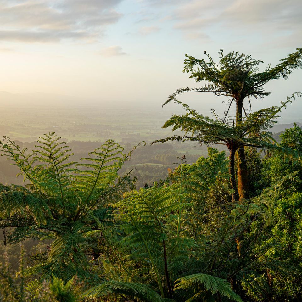 Baumfarne auf Neuseeland Baumfarne auf Neuseeland