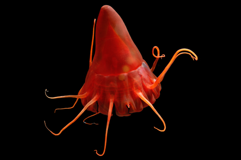 Eine Kronenqualle (Periphylla periphylla) im Nordpazifischen Ozean